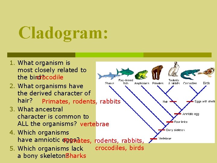 Cladogram: 1. What organism is most closely related to crocodile the bird? 2. What