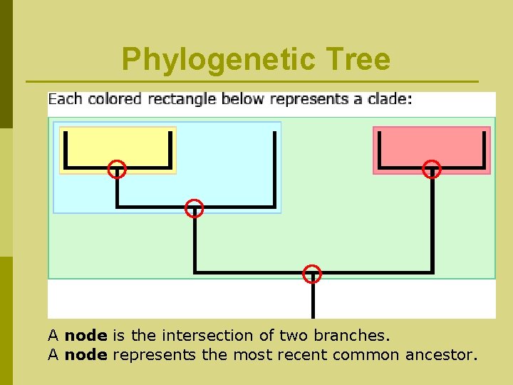 Phylogenetic Tree A node is the intersection of two branches. A node represents the