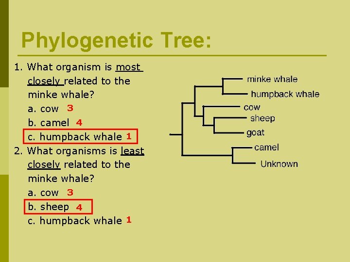 Phylogenetic Tree: 1. What organism is most closely related to the minke whale? a.