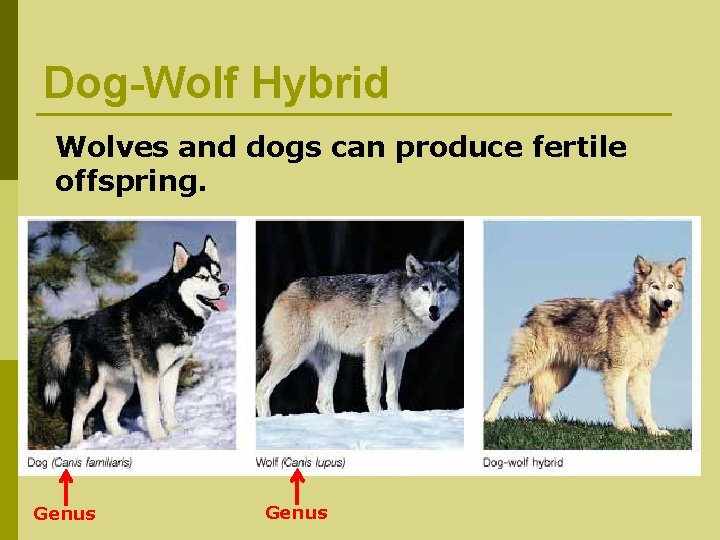 Dog-Wolf Hybrid Wolves and dogs can produce fertile offspring. Genus 