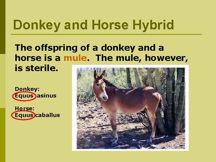 Donkey and Horse Hybrid The offspring of a donkey and a horse is a