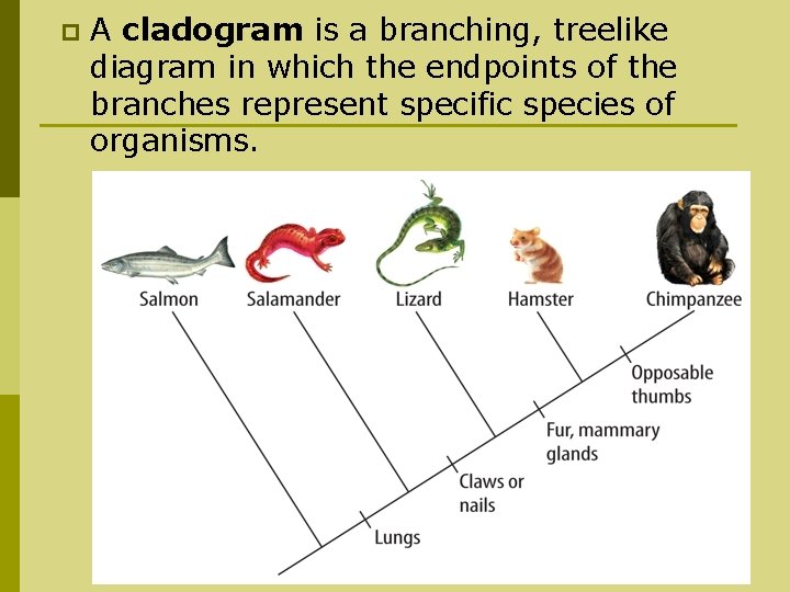 p A cladogram is a branching, treelike diagram in which the endpoints of the