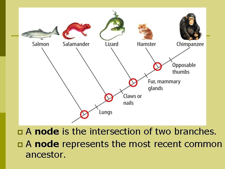A node is the intersection of two branches. p A node represents the most