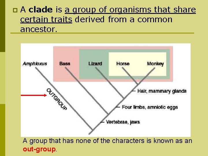 p A clade is a group of organisms that share certain traits derived from