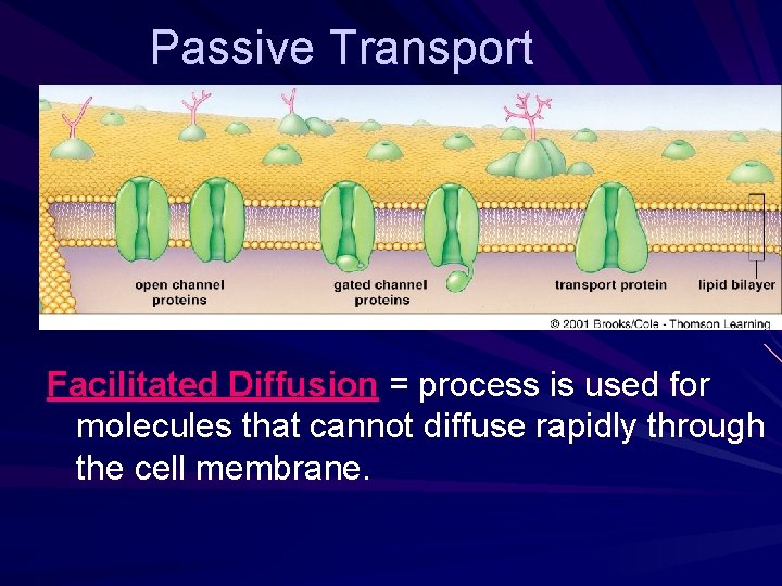 Passive Transport Facilitated Diffusion = process is used for molecules that cannot diffuse rapidly
