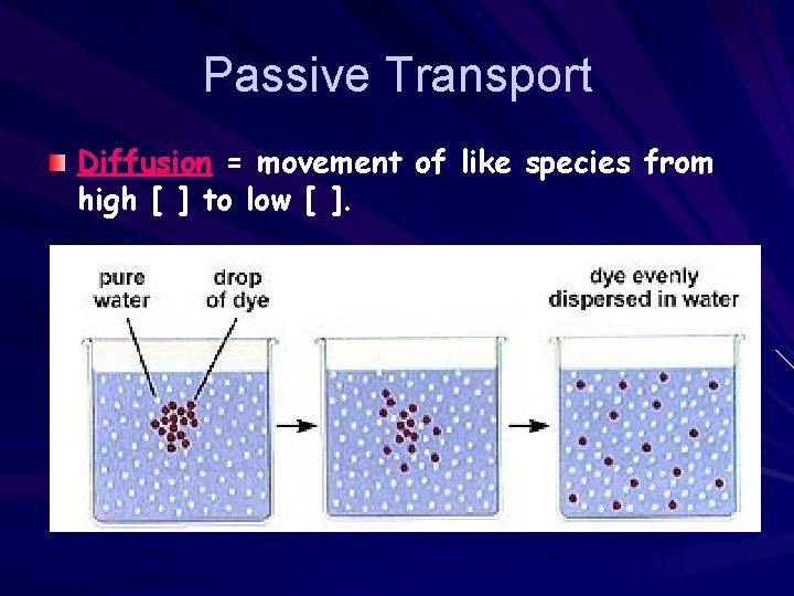 Passive Transport Diffusion = movement of like species from high [ ] to low