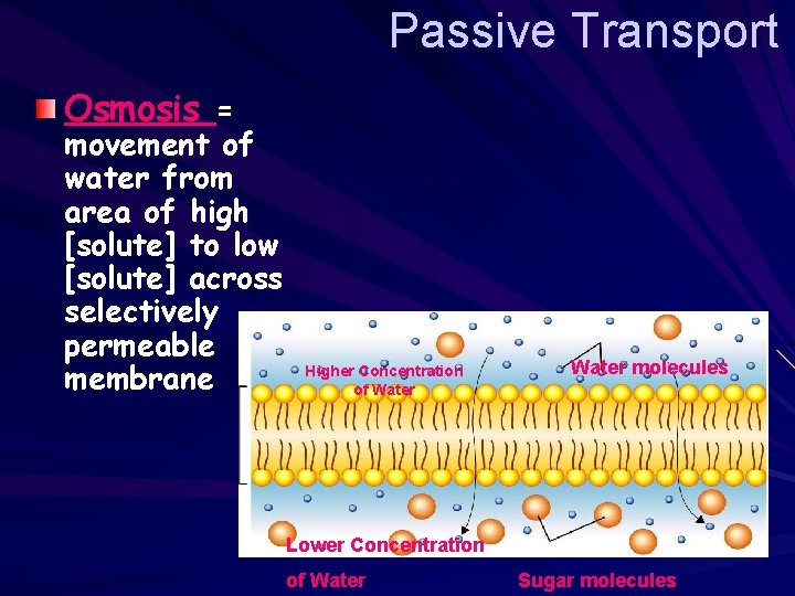 Passive Transport Osmosis = movement of water from area of high [solute] to low