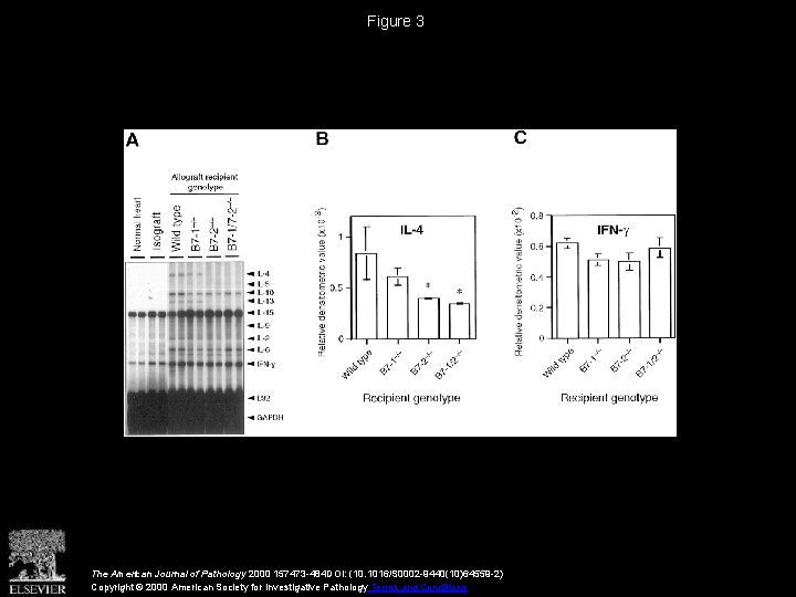 Figure 3 The American Journal of Pathology 2000 157473 -484 DOI: (10. 1016/S 0002