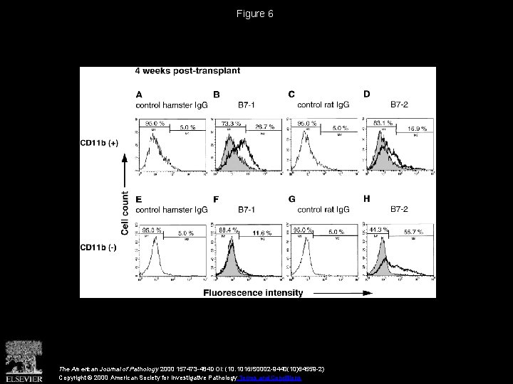 Figure 6 The American Journal of Pathology 2000 157473 -484 DOI: (10. 1016/S 0002