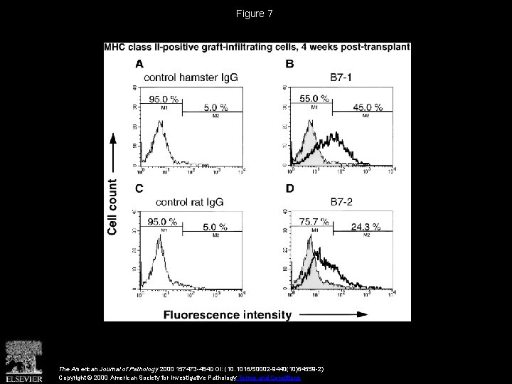 Figure 7 The American Journal of Pathology 2000 157473 -484 DOI: (10. 1016/S 0002