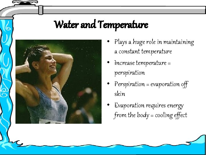 Water and Temperature • Plays a huge role in maintaining a constant temperature •