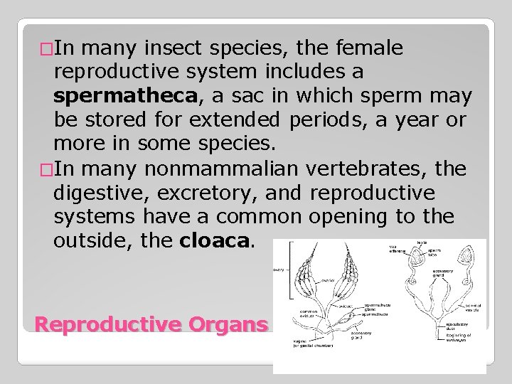 �In many insect species, the female reproductive system includes a spermatheca, a sac in