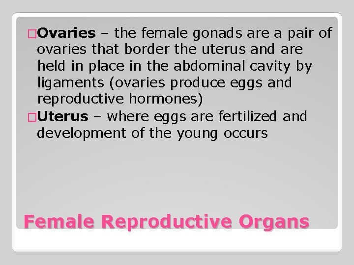 �Ovaries – the female gonads are a pair of ovaries that border the uterus