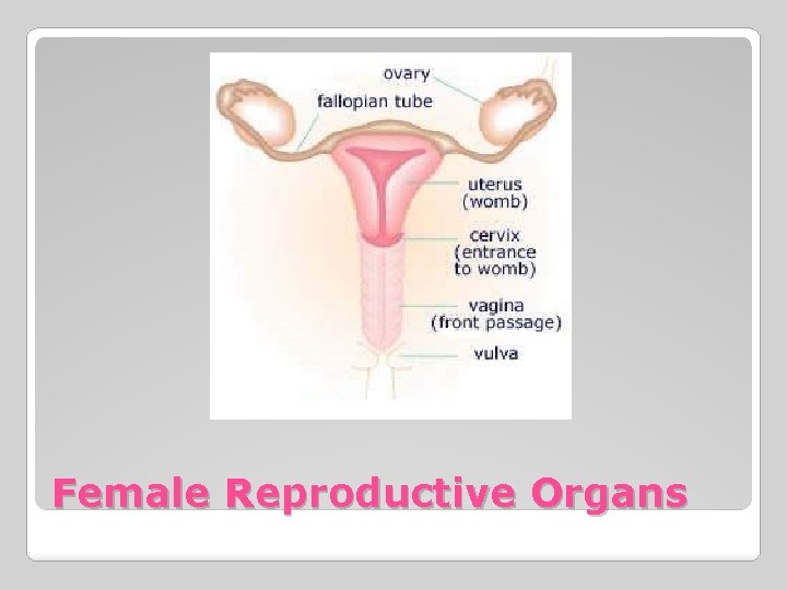 Female Reproductive Organs 