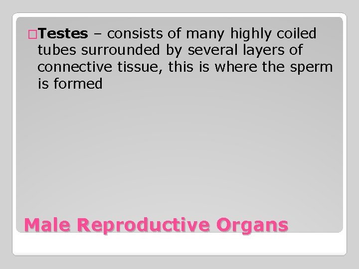 �Testes – consists of many highly coiled tubes surrounded by several layers of connective