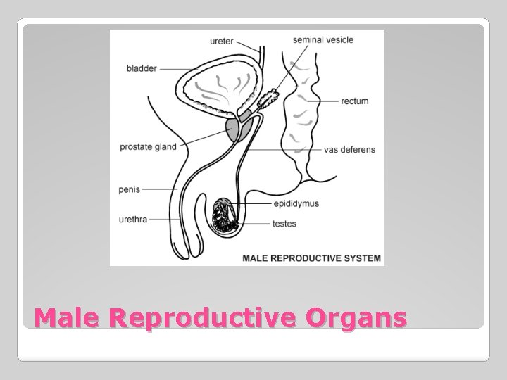 Male Reproductive Organs 