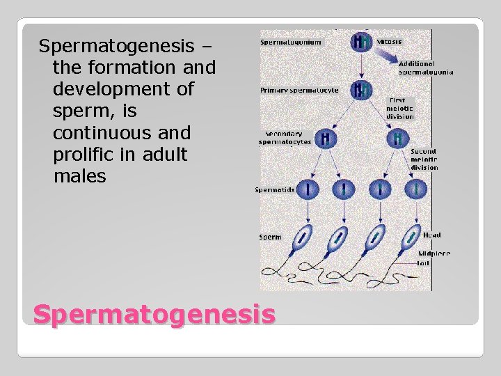 Spermatogenesis – the formation and development of sperm, is continuous and prolific in adult