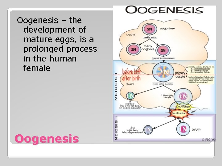 Oogenesis – the development of mature eggs, is a prolonged process in the human