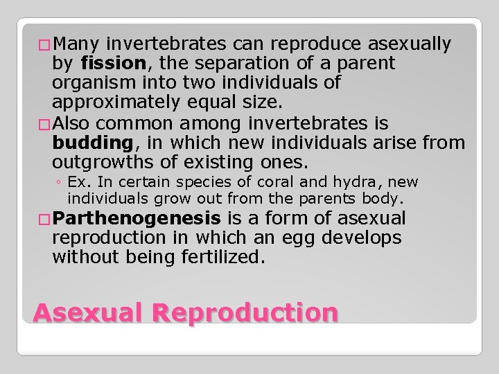 �Many invertebrates can reproduce asexually by fission, the separation of a parent organism into