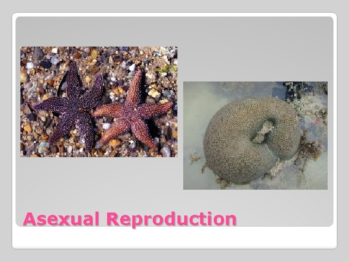 Asexual Reproduction 