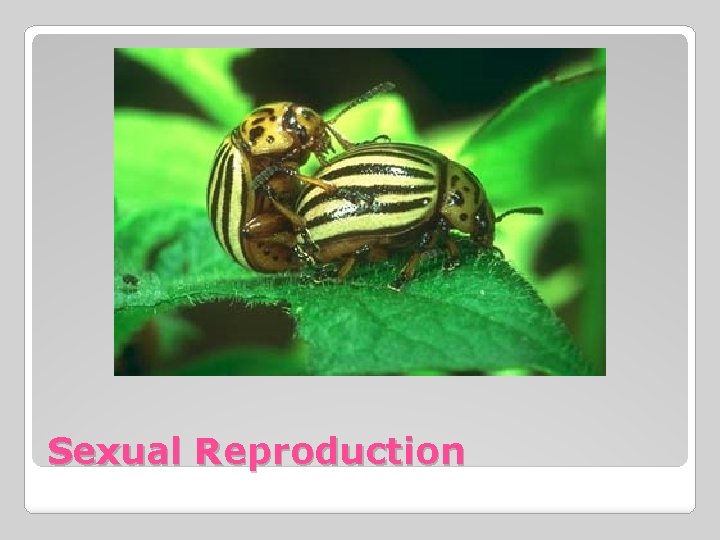 Sexual Reproduction 