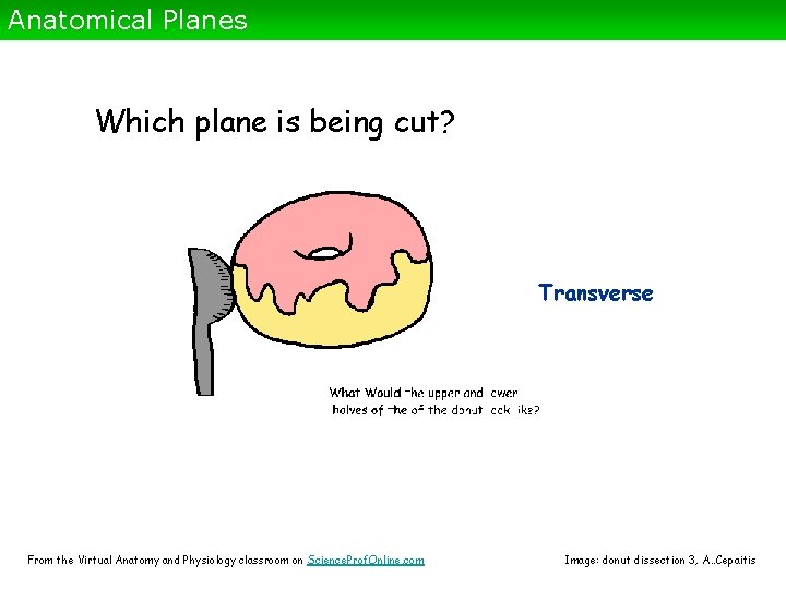 Anatomical Planes Which plane is being cut? Transverse From the Virtual Anatomy and Physiology