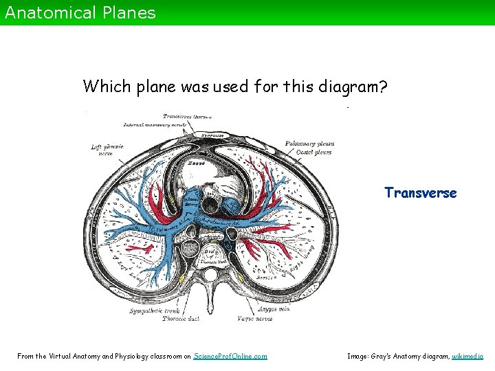 Anatomical Planes Which plane was used for this diagram? Transverse From the Virtual Anatomy