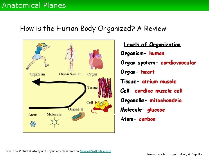 Anatomical Planes How is the Human Body Organized? A Review Levels of Organization Organism-