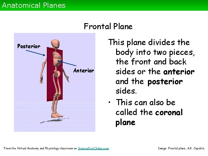 Anatomical Planes Frontal Plane Posterior Anterior This plane divides the body into two pieces,