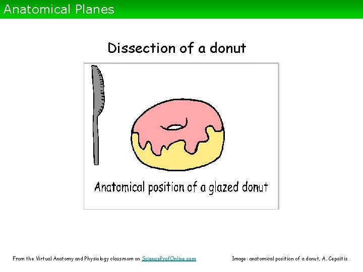 Anatomical Planes Dissection of a donut From the Virtual Anatomy and Physiology classroom on