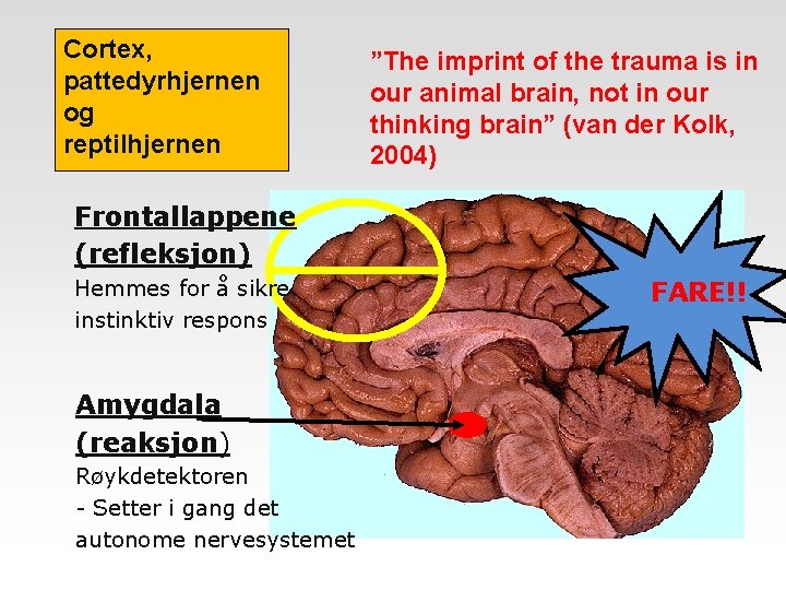 Cortex, pattedyrhjernen og reptilhjernen ”The imprint of the trauma is in our animal brain,