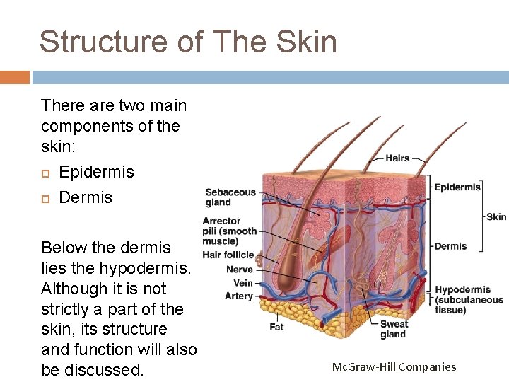 Structure of The Skin There are two main components of the skin: Epidermis Dermis