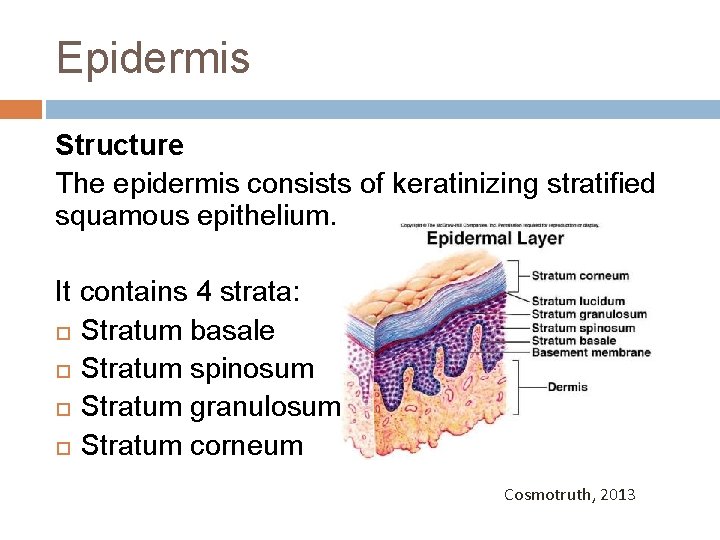 Epidermis Structure The epidermis consists of keratinizing stratified squamous epithelium. It contains 4 strata:
