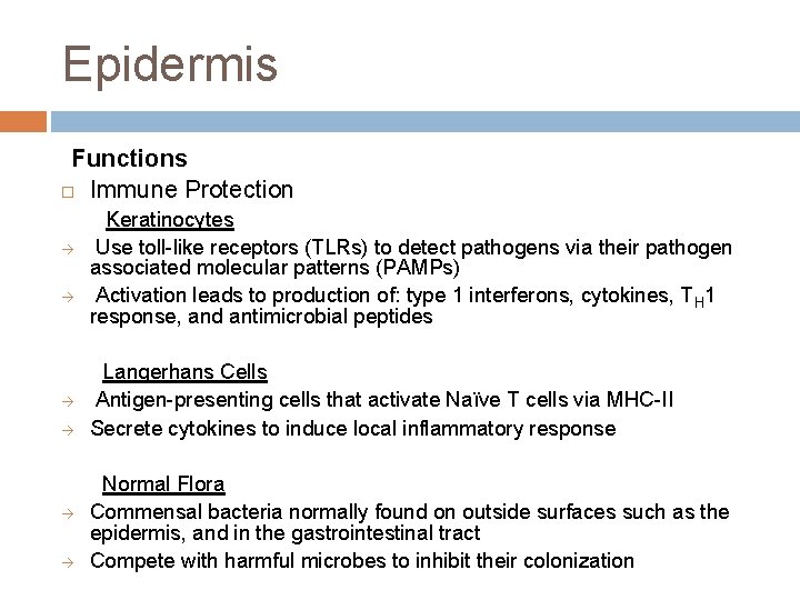 Epidermis Functions Immune Protection à à à Keratinocytes Use toll-like receptors (TLRs) to detect