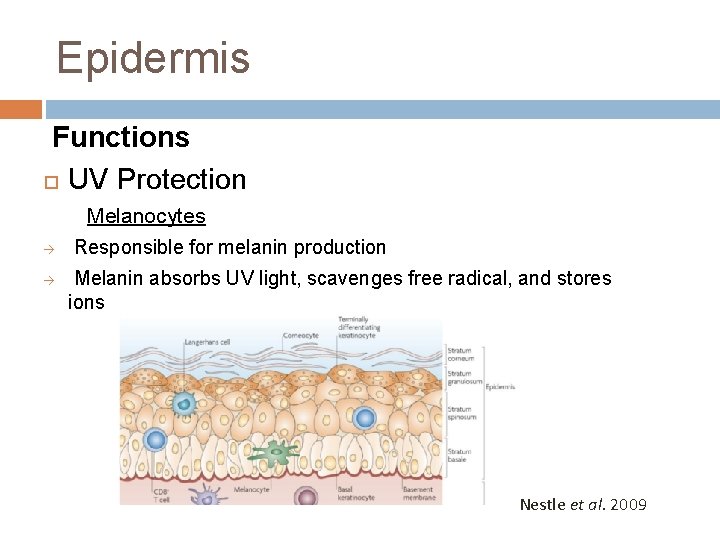 Epidermis Functions UV Protection à à Melanocytes Responsible for melanin production Melanin absorbs UV