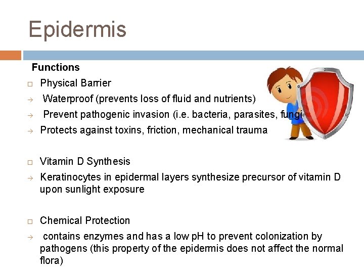 Epidermis Functions Physical Barrier à Waterproof (prevents loss of fluid and nutrients) à Prevent