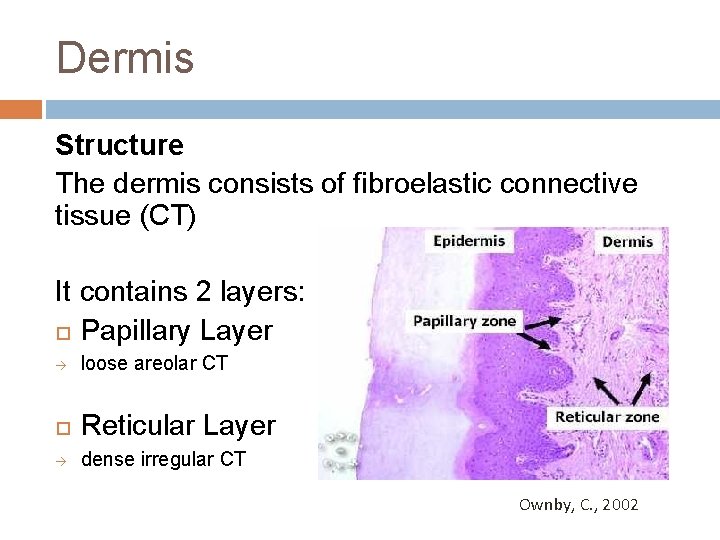 Dermis Structure The dermis consists of fibroelastic connective tissue (CT) It contains 2 layers: