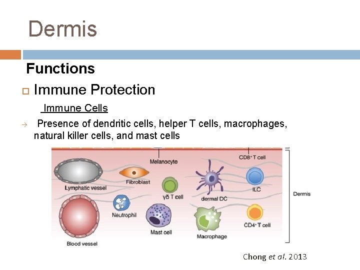 Dermis Functions Immune Protection à Immune Cells Presence of dendritic cells, helper T cells,