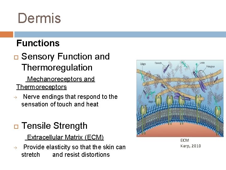 Dermis Functions Sensory Function and Thermoregulation Mechanoreceptors and Thermoreceptors à Nerve endings that respond