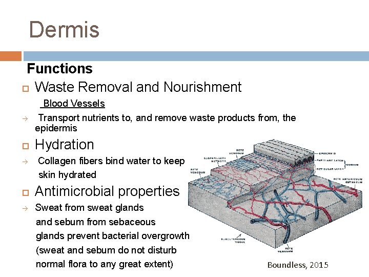 Dermis Functions Waste Removal and Nourishment à à à Blood Vessels Transport nutrients to,
