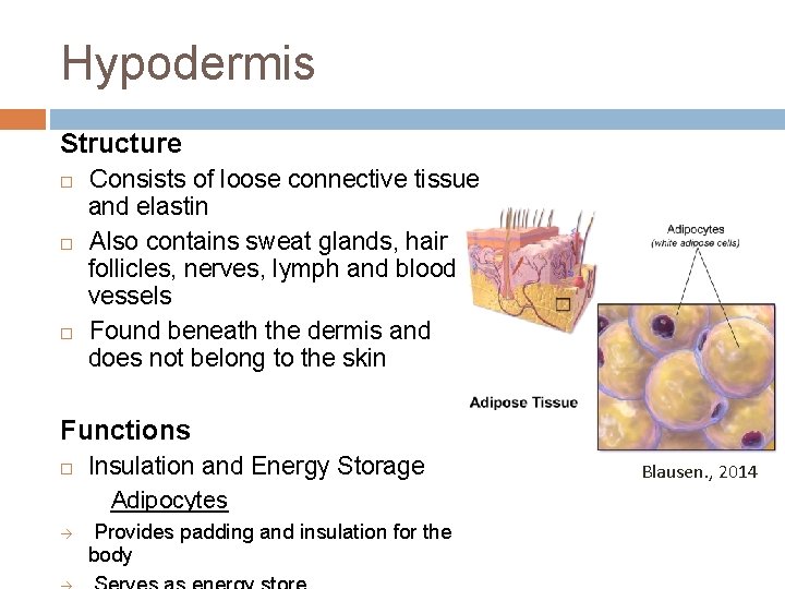 Hypodermis Structure Consists of loose connective tissue and elastin Also contains sweat glands, hair