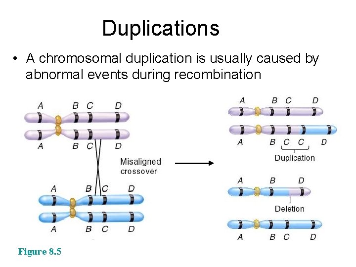 Duplications • A chromosomal duplication is usually caused by abnormal events during recombination Figure