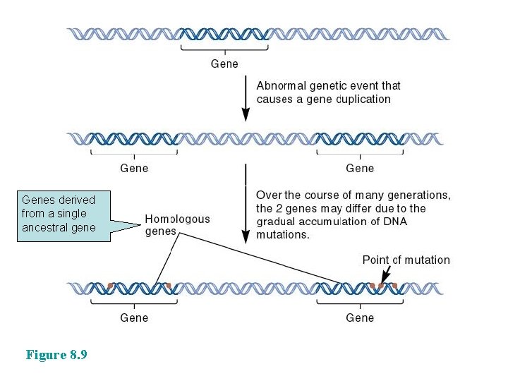 Genes derived from a single ancestral gene Figure 8. 9 