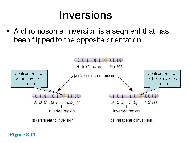 Inversions • A chromosomal inversion is a segment that has been flipped to the