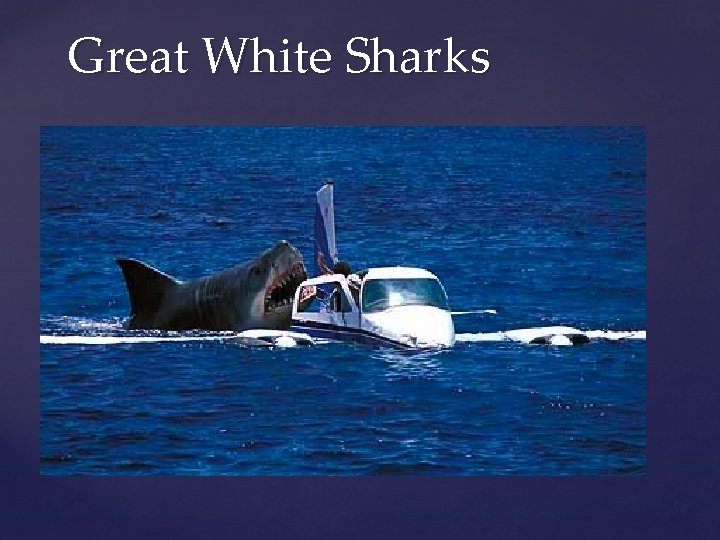 Great White Sharks 