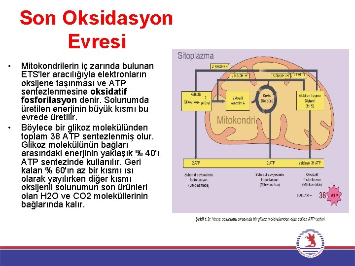 Son Oksidasyon Evresi • • Mitokondrilerin iç zarında bulunan ETS'ler aracılığıyla elektronların oksijene taşınması