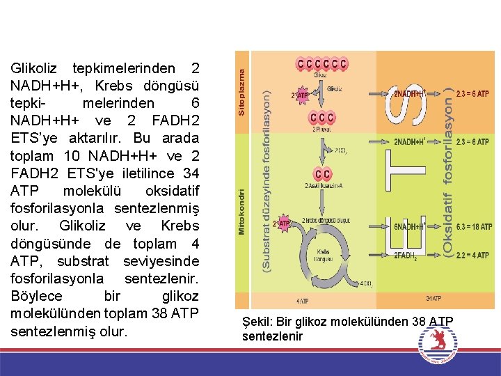 Glikoliz tepkimelerinden 2 NADH+H+, Krebs döngüsü tepkimelerinden 6 NADH+H+ ve 2 FADH 2 ETS’ye