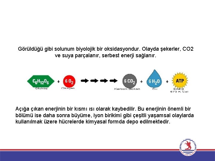 Görüldüğü gibi solunum biyolojik bir oksidasyondur. Olayda şekerler, CO 2 ve suya parçalanır, serbest