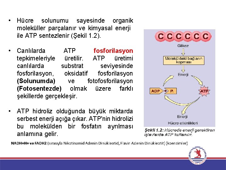  • Hücre solunumu sayesinde organik moleküller parçalanır ve kimyasal enerji ile ATP sentezlenir