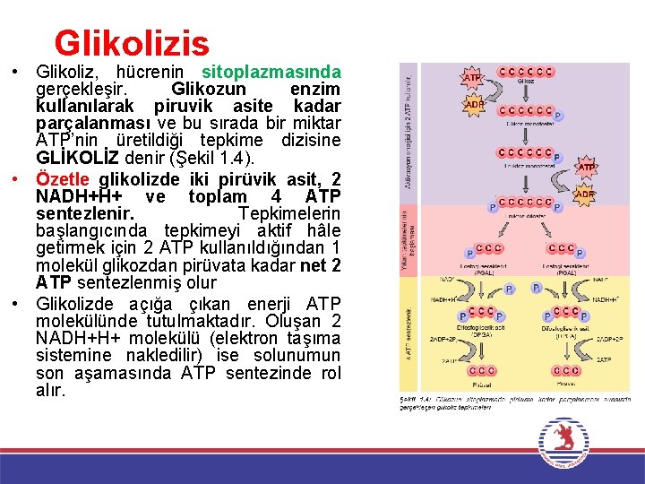 Glikolizis • Glikoliz, hücrenin sitoplazmasında gerçekleşir. Glikozun enzim kullanılarak piruvik asite kadar parçalanması ve